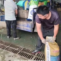 湖北田螺长期有货，新鲜量大，货源充足，全国发货。