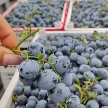 蓝莓产地蓝莓批发市场品种多口感甜货源充足市场交易