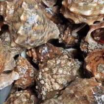 海螺，长期供应，货源稳定。欢迎前来咨询采购