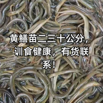 【热卖】黄鳝苗正大九号鳝鱼苗基地孵化技术指导货到付款