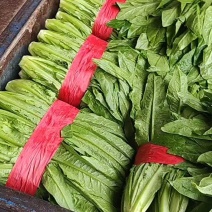 油麦菜一年四季供应有大棚质量可靠可发全国