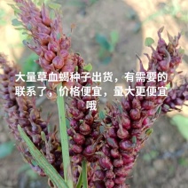 草血竭种子大量出货，价格便宜量大更优惠！