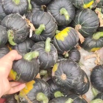 贝贝南瓜，惠和一号贝贝南瓜，麻仔贝贝南瓜