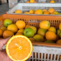 A夏橙/湖北夏橙产地直销/地头收货一手货源