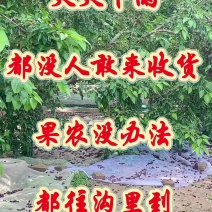 黑桑葚，现货，通货，榨汁，药食双用，日产量几十吨。欢迎各