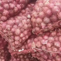 山东洋葱红皮洋葱基地直发一手货源量大从优实力保证全国发货
