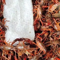 洪湖清水小龙虾，蟹塘虾价格详谈每日行情波动1-2元