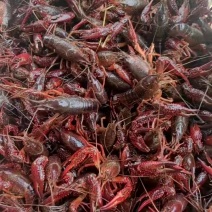 鲜活小龙虾批发潜江洪湖产地直供货源全国包邮死虾包赔