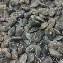 辽宁东港本地精品无沙花甲