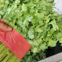 河北省昌黎暖棚大叶香菜大量上市需要的随时联系我