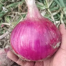 开封洋葱基地货，8075个头杠杠，价位不高！