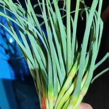 山东蒜苔金乡蒜薹新鲜蒜苔产地直发货源充足对接全国市场