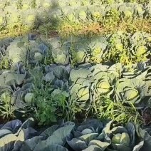 河北甘蓝大量供应中，手感菜可供大型超市，平台等