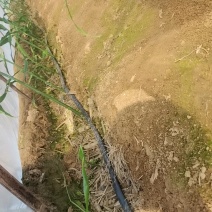 山东优质大黄姜姜种价格便宜货源充足。出芽旺盛。