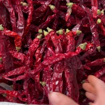 二荆条，一手货源，支持视频看货大宗批发可提供食品安全检