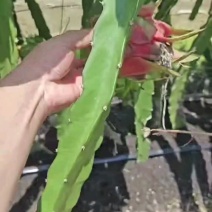 红心火龙果现摘现发新鲜供应批发商超**一条龙服务