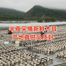 【干净无沙】肥厚脆爽人工挑选随用随泡不熏不染质优