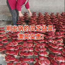灵芝工艺品摆件灵芝盆景造型多开业乔迁礼品源头基地
