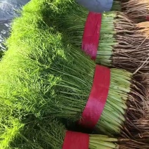 【推荐】河北茴香精品货源产地一手货源可视频看货