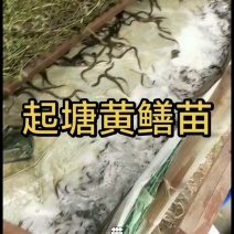 【推荐】黄鳝苗货源充足量大从优诚信经营实惠