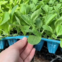 黄心白菜苗小白菜苗青杂三号白菜苗免费技术指导包回收