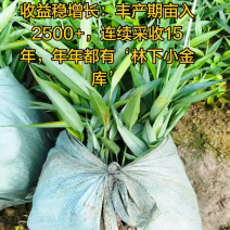 益智仁苗基地直供一手货源技术指导产地直销