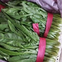 油麦菜30~35厘米以上有专业打包工人可提供打冷