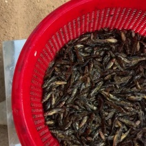 黄骨鱼苗黄辣丁鱼苗黄颡鱼苗淡水养殖食用黄鸭叫丫头
