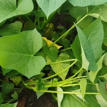 长期稳定货源量大