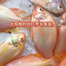 精品红罗非鱼苗，大量批发，渔场直供。