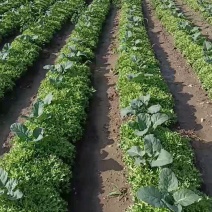 河北张家口沽源县苦菊