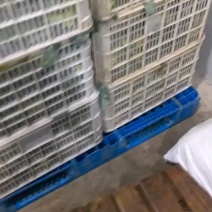 急售东台西兰花！基地直发！质量保证！对接全国各大商超合作