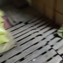 蔚县土特产一手货源优质串红大杏干3厘米左右