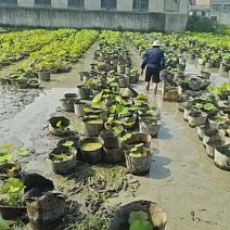 盆栽荷花一盆20支15块钱一盆合0.75一支