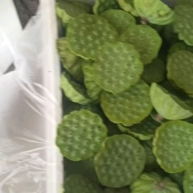 新鲜清甜脆甜水果莲蓬，每天现摘水果莲蓬产地直发。