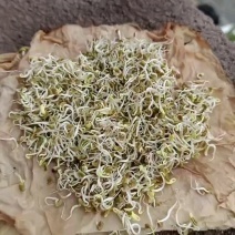 紫云英种子绿化护坡绿肥牧草养蜜蜂，蜜源**品种