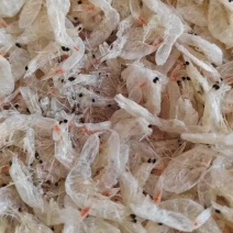 淡干虾皮