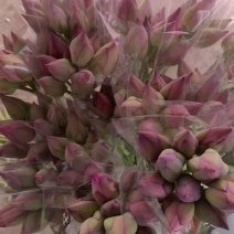 重瓣粉荷花，单瓣粉荷花，品种齐全，各种花色