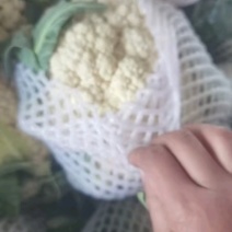 精品花菜松花菜大量有货价格美丽基地直发欢迎来电