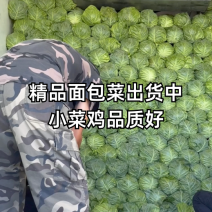 山西精品韩绿甘蓝圆包菜全国发货色泽翠绿大小适中