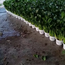 凤眼蓝