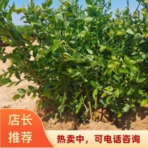 蓝莓苗30cm-70cm产地直发欢迎进店下单