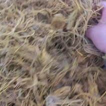 黄龙草大量上市产地直发价格优惠欢迎来电洽谈价格优惠