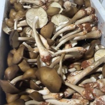 全年露水鸡纵新鲜菌菇现货/长年供货/煲汤火锅食材