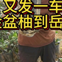 日本香柚苗，金盆柚苗