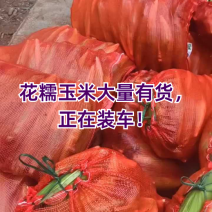 湖北花糯玉米，产地一手货源，量大从优，保质保量