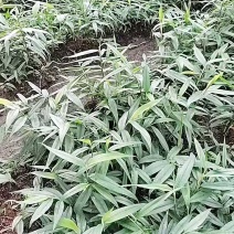 广西贵港益智仁苗基地直发货源充足欢迎随时联系看货