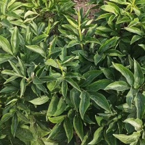 芍药，大富贵，产地大量发货，品种规格齐全，质量保证