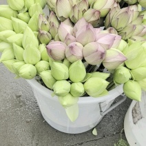 重瓣鲜切荷花