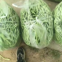 甘肃架豆王豆角大量有货品质优可视频看货